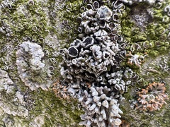 Lecanoraceae