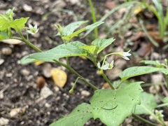 Solanum emulans