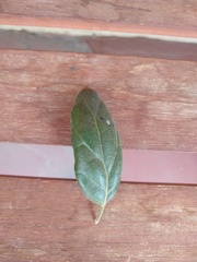Quercus agrifolia
