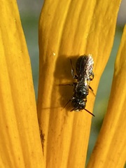 Ceratina calcarata