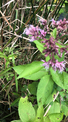 Eutrochium maculatum