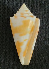 Conus scalaris