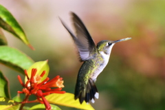 Archilochus alexandri