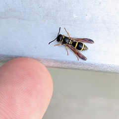 Ancistrocerus adiabatus