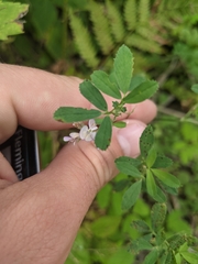 Faboideae