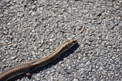Psammophis crucifer