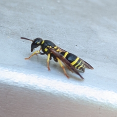 Ancistrocerus adiabatus