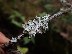Hypogymnia physodes