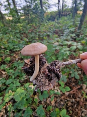 Collybiopsis peronata