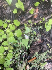 Ipomoea lacunosa