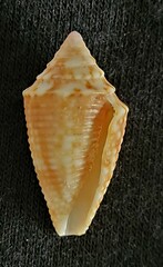 Conasprella stearnsii