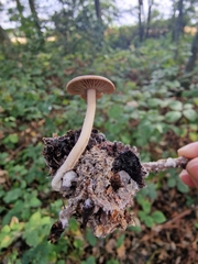 Collybiopsis peronata