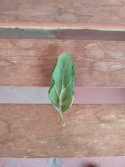 Quercus agrifolia