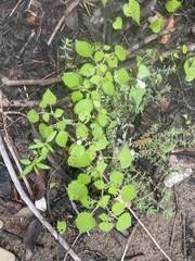 Ipomoea lacunosa