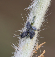 Aphis cytisorum