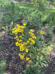 Coreopsis tripteris