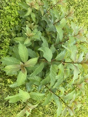 Cephalanthus occidentalis