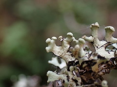 Hypotrachyna sinuosa