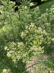 Erigeron canadensis