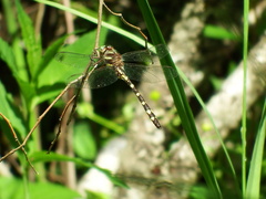 Cordulegaster bilineata