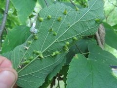 Celticecis spiniformis