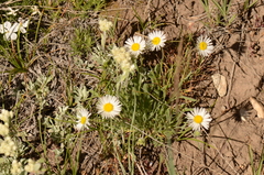 Erigeron divergens