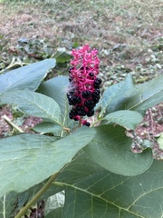 Phytolacca acinosa