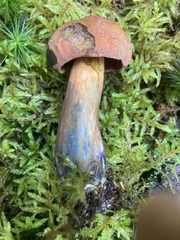 Neoboletus luridiformis
