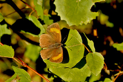 Thecla betulae