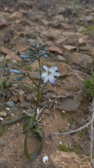 Zephyra elegans