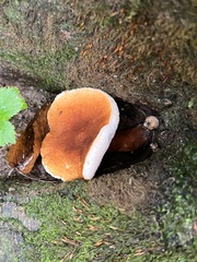 Gyroporus