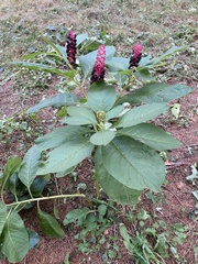 Phytolacca acinosa