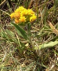 Solidago multiradiata