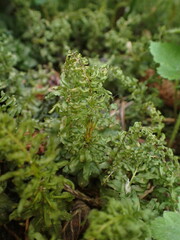 Mniaceae
