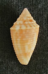 Conasprella stearnsii
