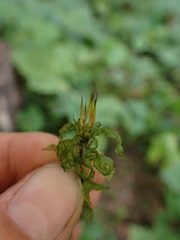 Mniaceae
