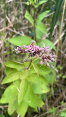 Eutrochium maculatum