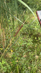 Typha angustifolia
