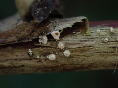 Lachnellula