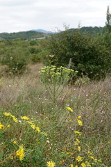 Galatella linosyris