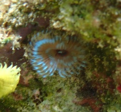 Sabellidae