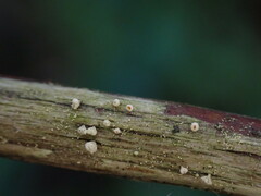 Lachnellula