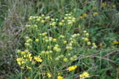 Galatella linosyris