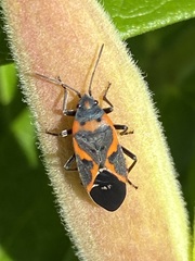 Lygaeus kalmii angustomarginatus