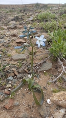 Zephyra elegans