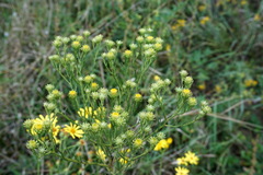 Galatella linosyris