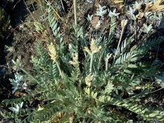 Oxytropis campestris