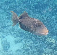 Pseudobalistes flavimarginatus