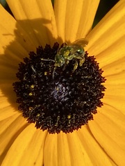 Augochlorella aurata