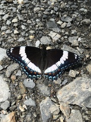 Limenitis arthemis arthemis